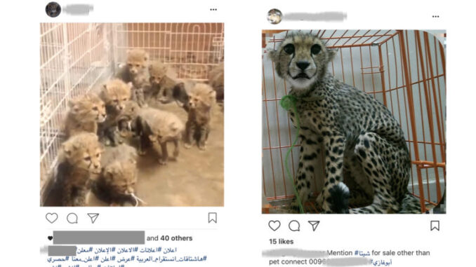 cheetah-cubs-instagram-768x512