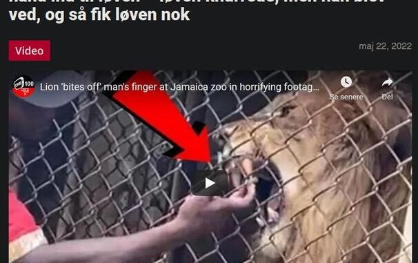 idiot udfordrer løve
