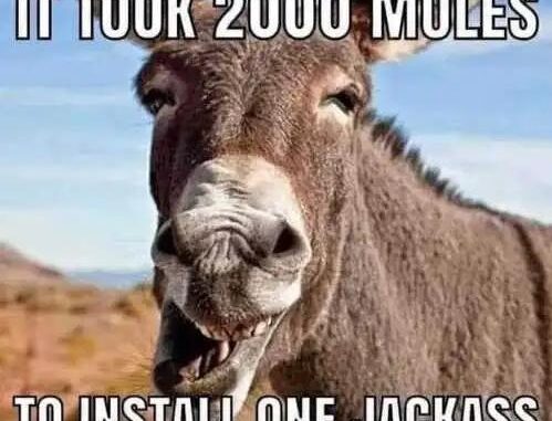 biden took-2000 mules-to-install-one-jackass-biden