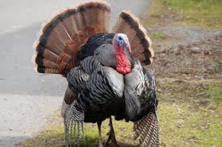What a Turkey